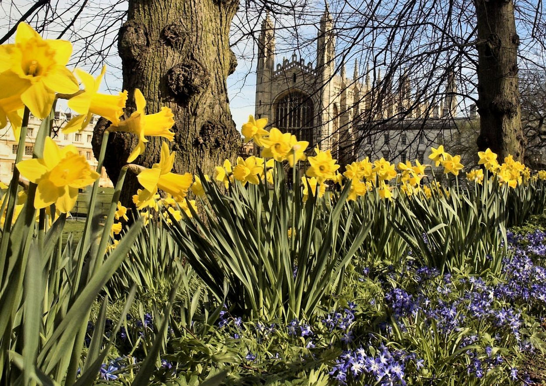 A Taste of Home: Unveiling the Exclusively Cambridge Gift Box